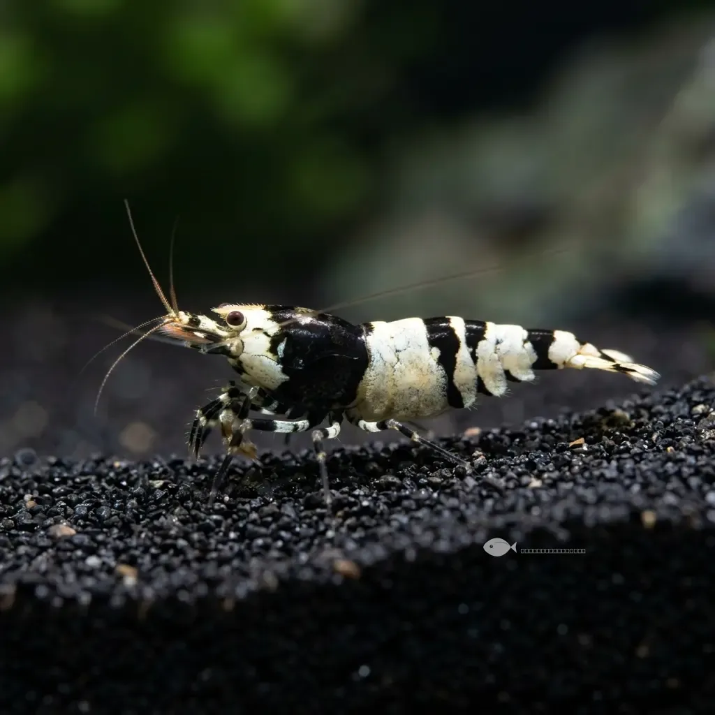 Gamba abejorro (Caridina cf. breviata "Bumblebee")