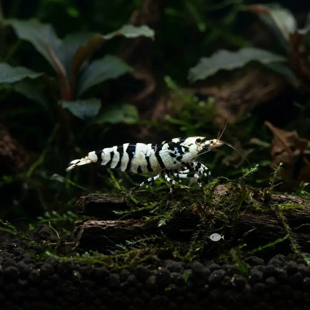 Gamba bee (Caridina cf. cantonensis "Bee")