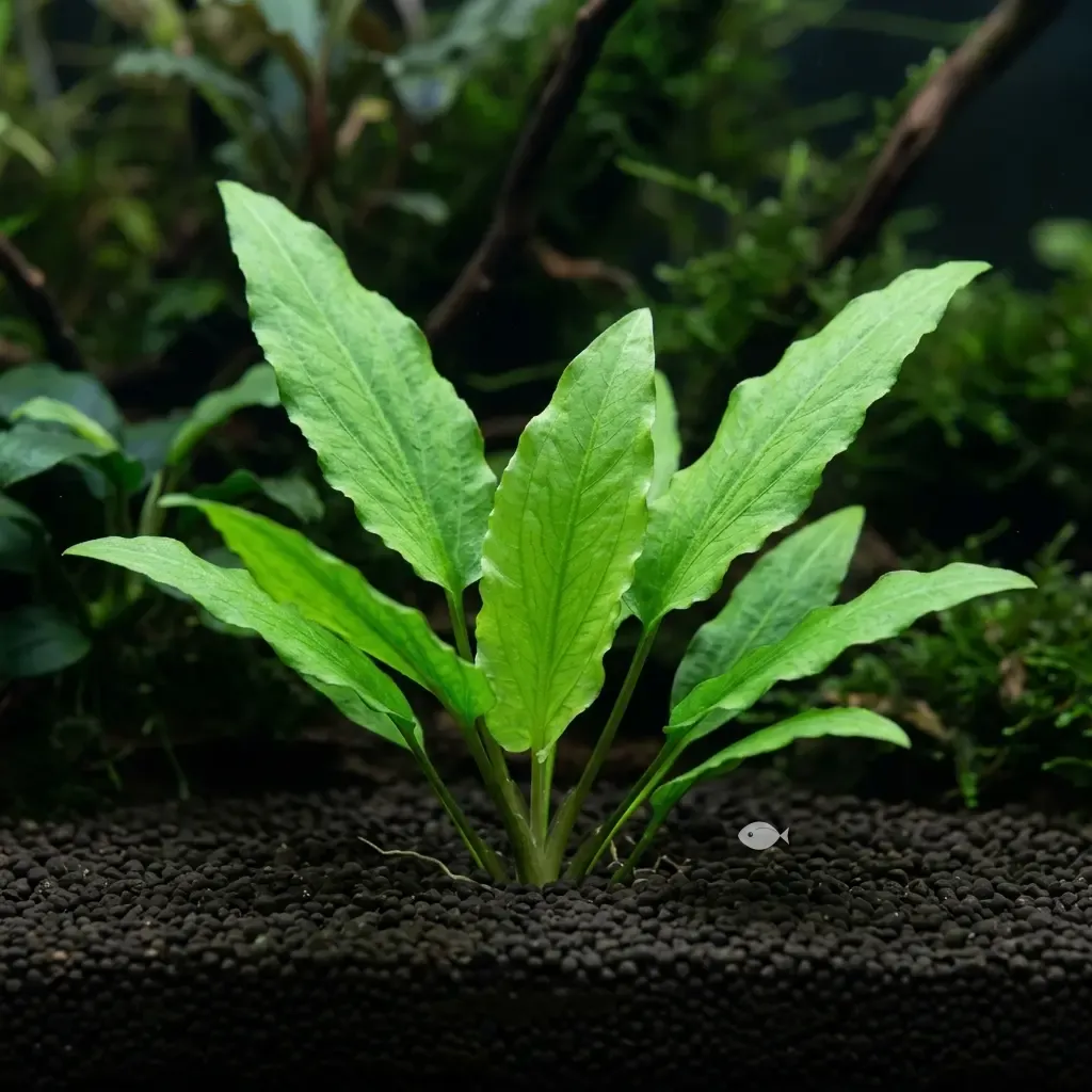 Cryptocoryne beckettii (Cryptocoryne beckettii)